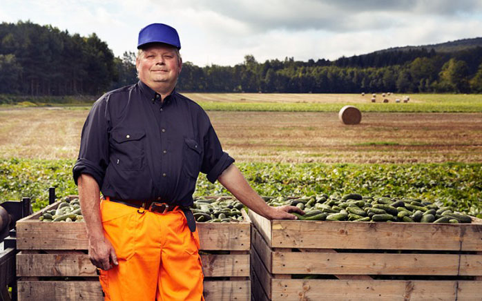 Man framför stora trälådor med nyplockade gurkor.