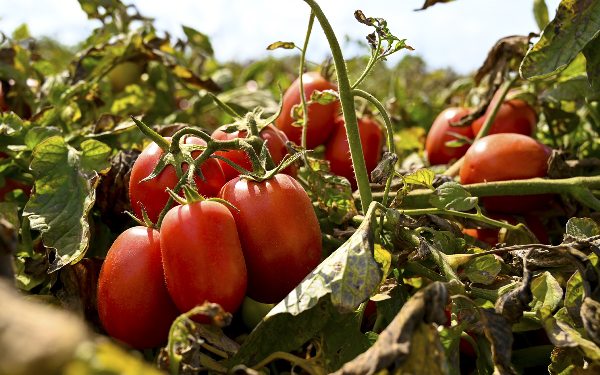 tomatplanta